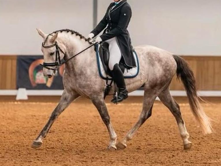 Lusitano Ruin 11 Jaar 148 cm Schimmel in Navas Del Madro&#xF1;o