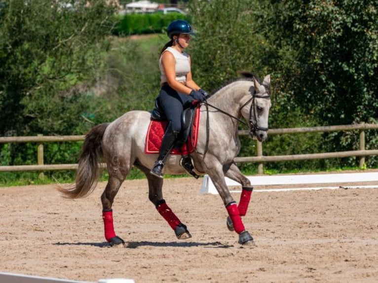 Lusitano Ruin 11 Jaar 148 cm Schimmel in Navas Del Madro&#xF1;o
