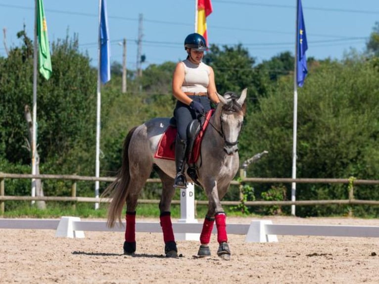 Lusitano Ruin 11 Jaar 148 cm Schimmel in Navas Del Madro&#xF1;o