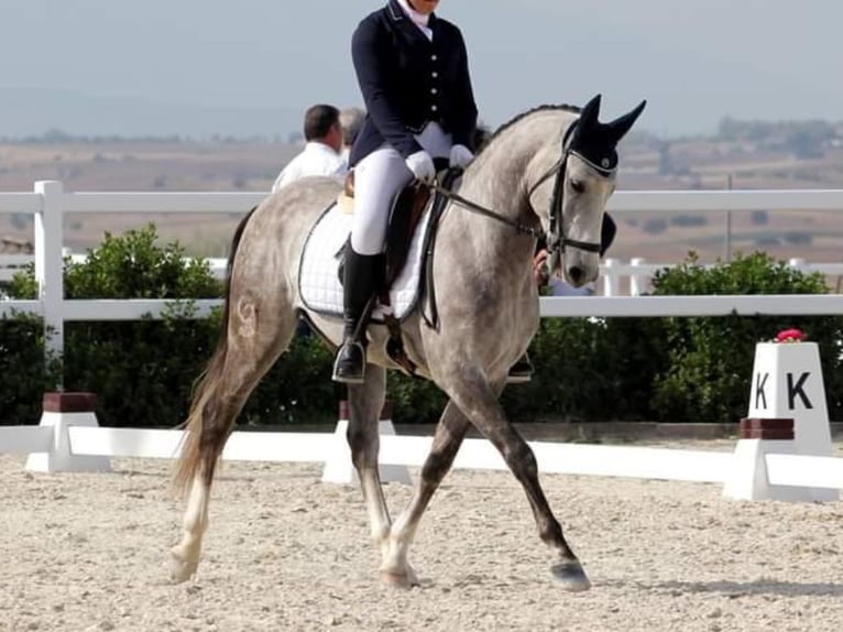 Lusitano Ruin 11 Jaar 148 cm Schimmel in Navas Del Madro&#xF1;o