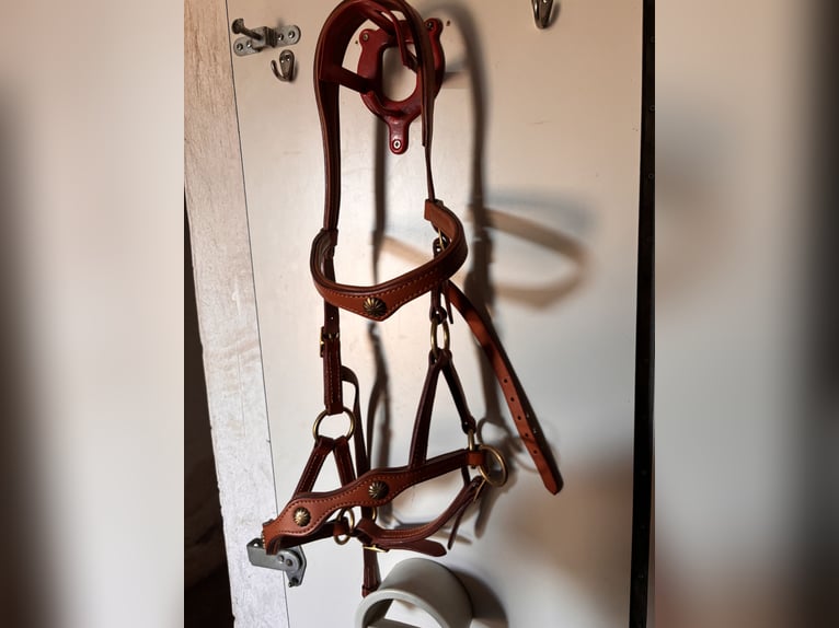 Lusitano Ruin 11 Jaar 155 cm Cremello in Wei&#xDF;enhorn