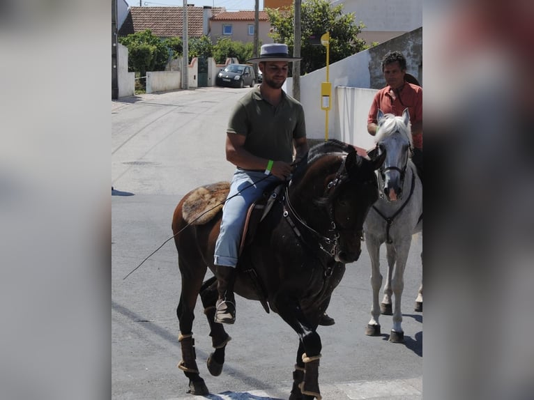 Lusitano Ruin 11 Jaar 157 cm Bruin in Cadaval