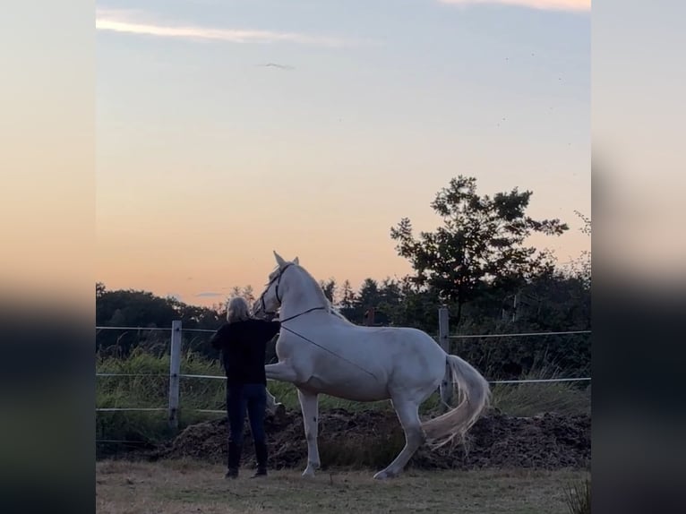 Lusitano Ruin 11 Jaar 157 cm Cremello in Magdeburg