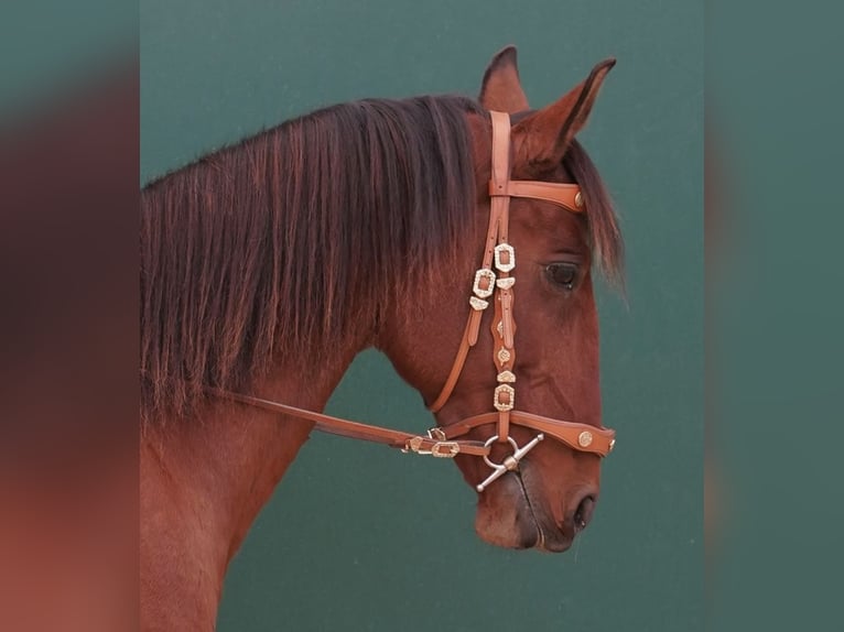 Lusitano Ruin 11 Jaar 161 cm Bruin in Geldern