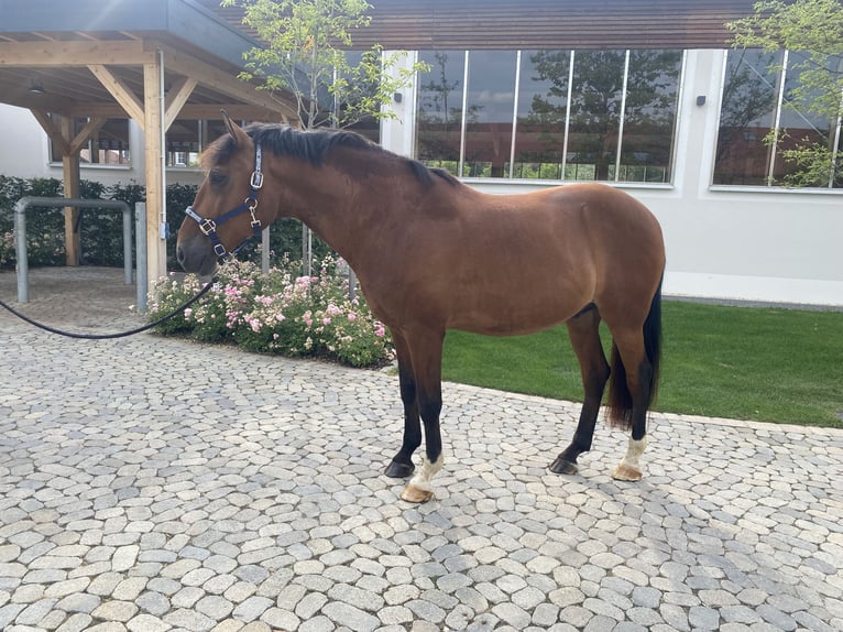 Lusitano Ruin 11 Jaar 163 cm Bruin in NeusäßNeusäß