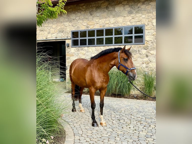 Lusitano Ruin 11 Jaar 163 cm Bruin in NeusäßNeusäß