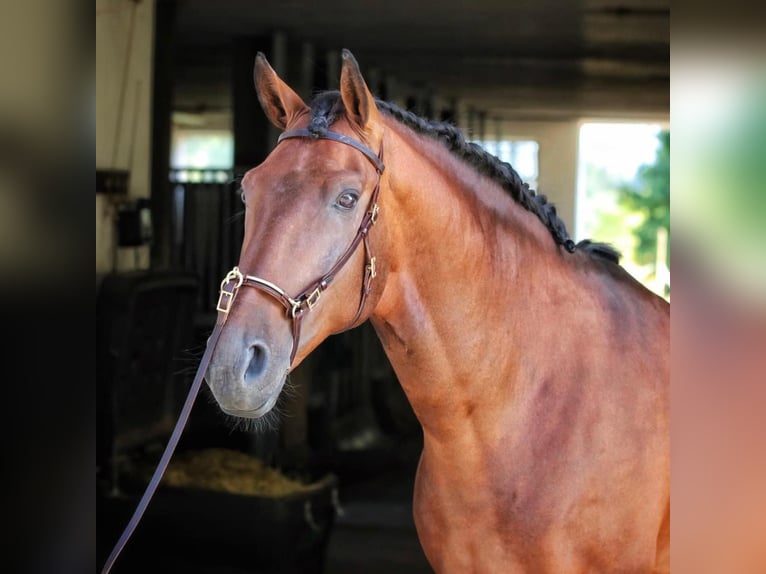 Lusitano Ruin 11 Jaar 165 cm Bruin in Eickhof