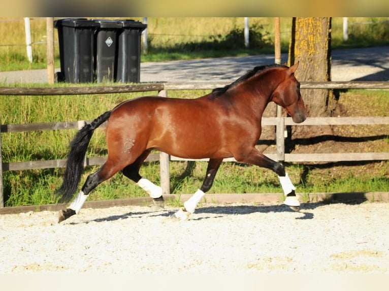 Lusitano Ruin 11 Jaar 165 cm Bruin in Eickhof