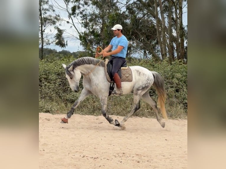 Lusitano Ruin 11 Jaar 165 cm Schimmel in Caldas da Rainha