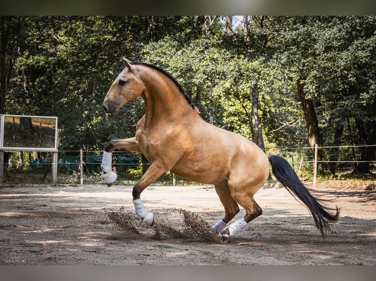 Cheval isabelle outlet pommelé