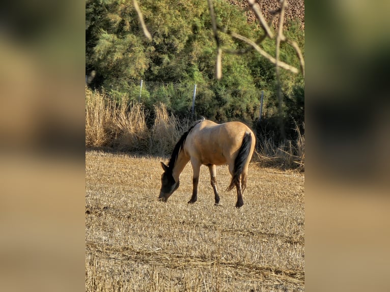 Lusitano Mix Ruin 12 Jaar 152 cm Falbe in Jerez de la Frontera