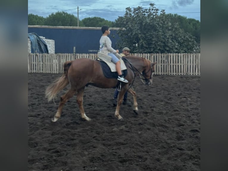 Lusitano Ruin 12 Jaar 154 cm Vos in Montijo