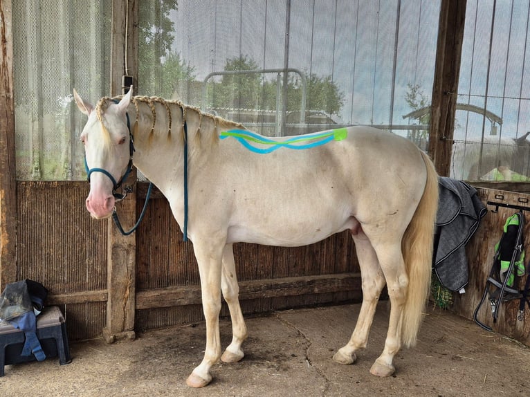 Lusitano Ruin 12 Jaar 157 cm Cremello in Simmern