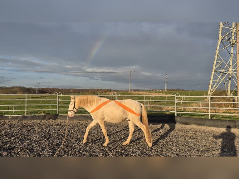 Lusitano Ruin 12 Jaar 157 cm Cremello in Simmern