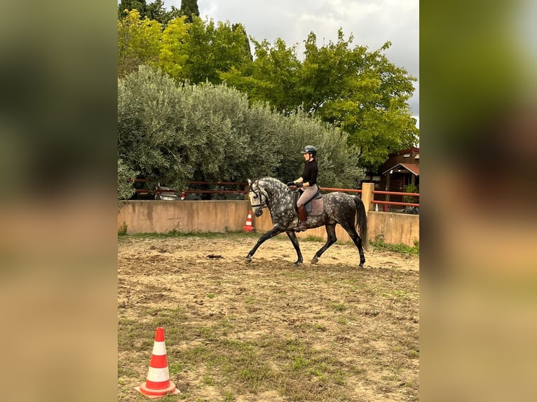 Lusitano Ruin 12 Jaar 160 cm Appelschimmel in Maillane