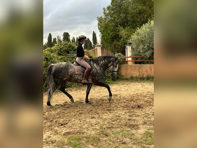 Lusitano Ruin 12 Jaar 160 cm Appelschimmel in Maillane