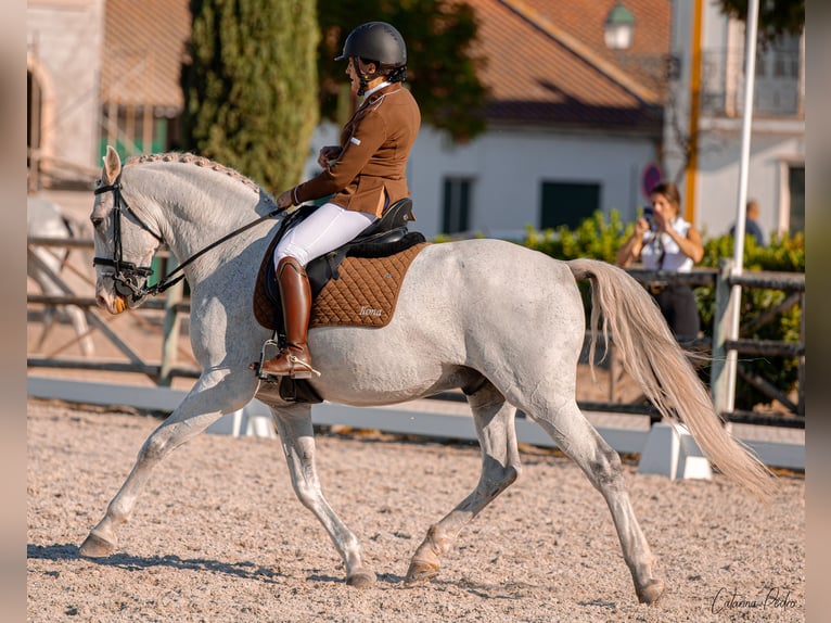 Lusitano Ruin 12 Jaar 163 cm Vliegenschimmel in Esposende