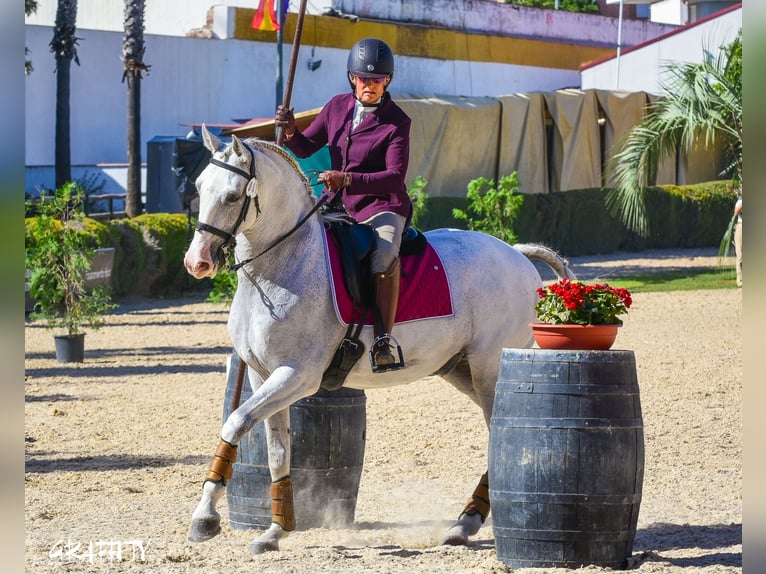 Lusitano Ruin 12 Jaar 163 cm Vliegenschimmel in Esposende