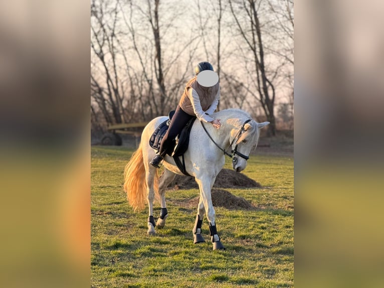 Lusitano Ruin 12 Jaar 165 cm Wit in Győr