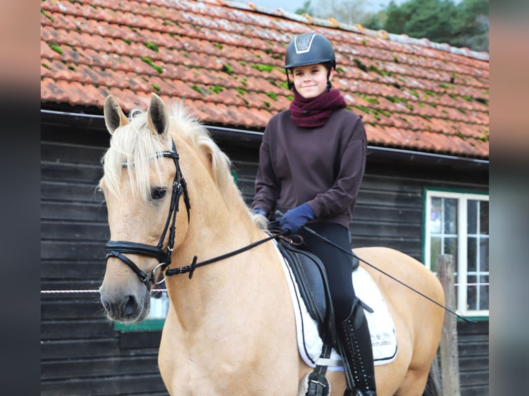 Lusitano Mix Ruin 13 Jaar 150 cm Palomino in Uelsen