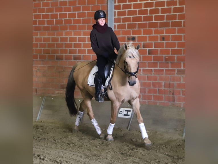 Lusitano Mix Ruin 13 Jaar 150 cm Palomino in Uelsen