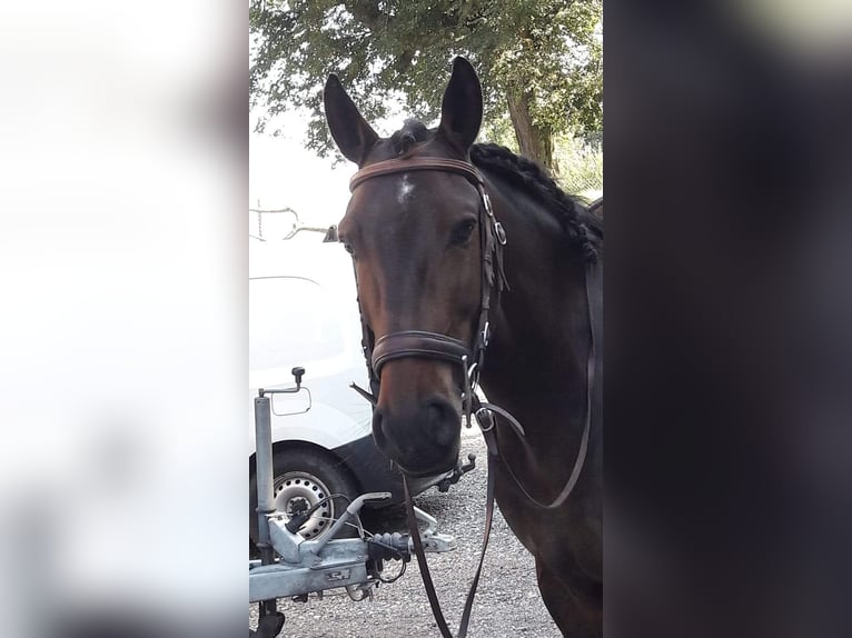 Lusitano Ruin 13 Jaar 154 cm Bruin in Kirchleerau