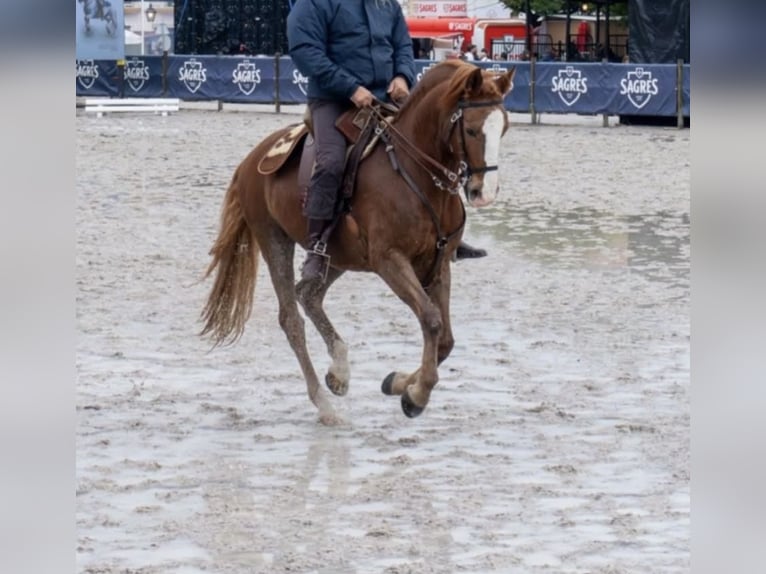 Lusitano Ruin 13 Jaar 154 cm Vos in Montijo