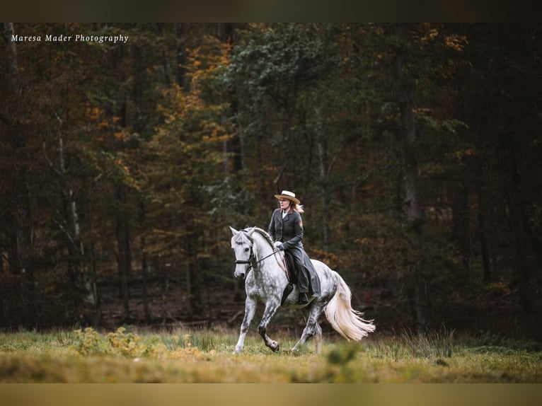 Lusitano Ruin 13 Jaar 160 cm Appelschimmel in Dischingen