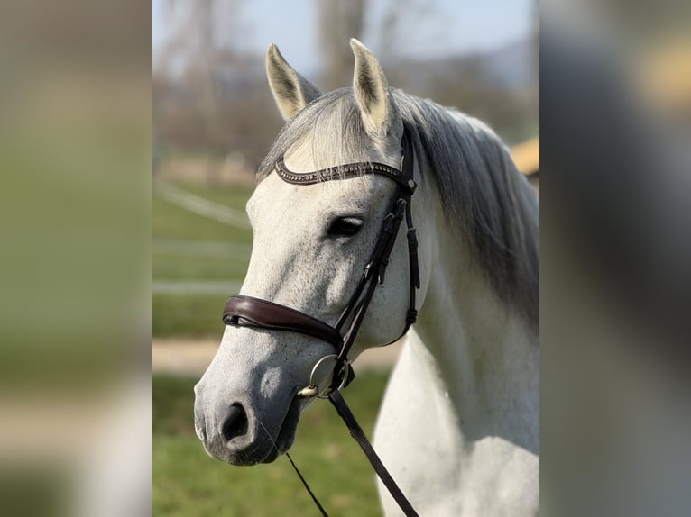 Lusitano Ruin 13 Jaar 160 cm Schimmel in Biel-Benken BL