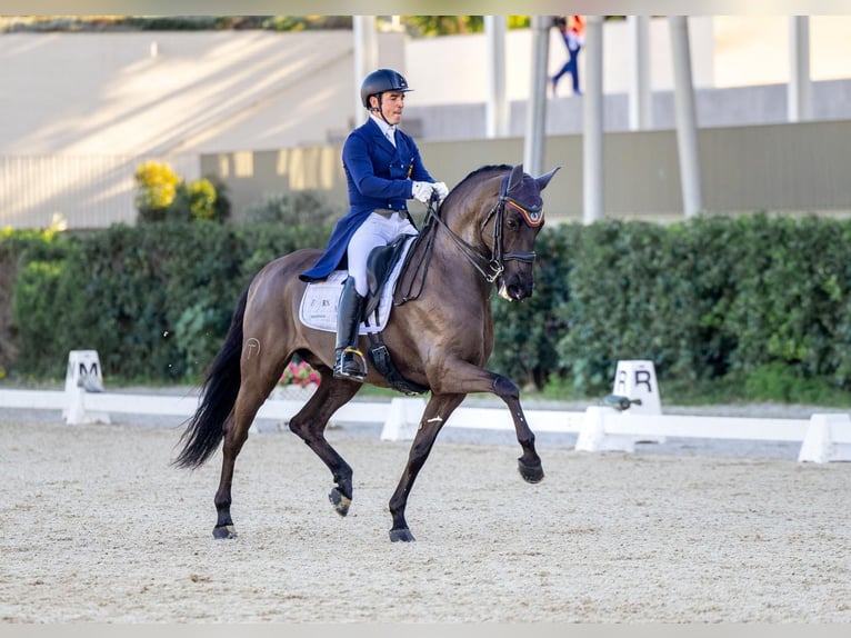 Lusitano Ruin 13 Jaar 161 cm Zwart in Santa Perpetua de Mogoda