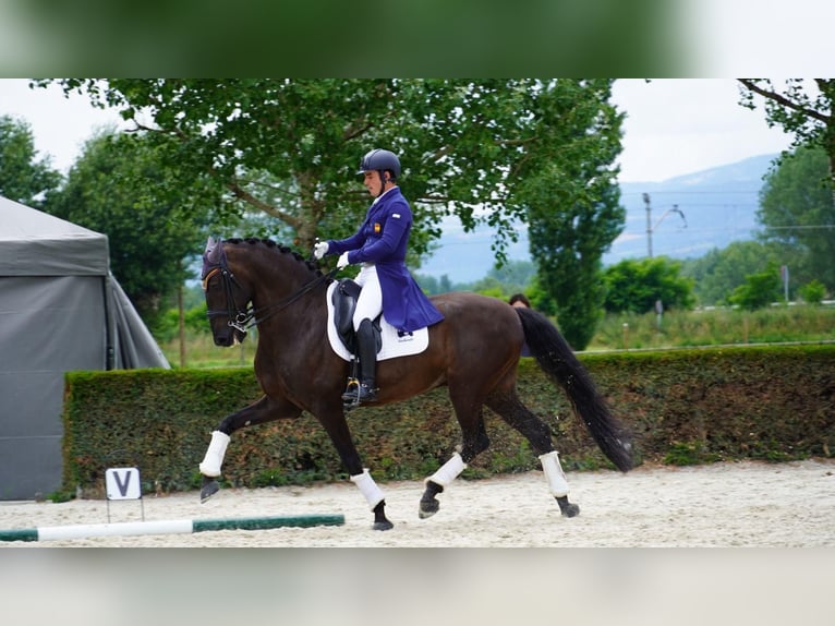 Lusitano Ruin 13 Jaar 161 cm Zwart in Santa Perpetua de Mogoda