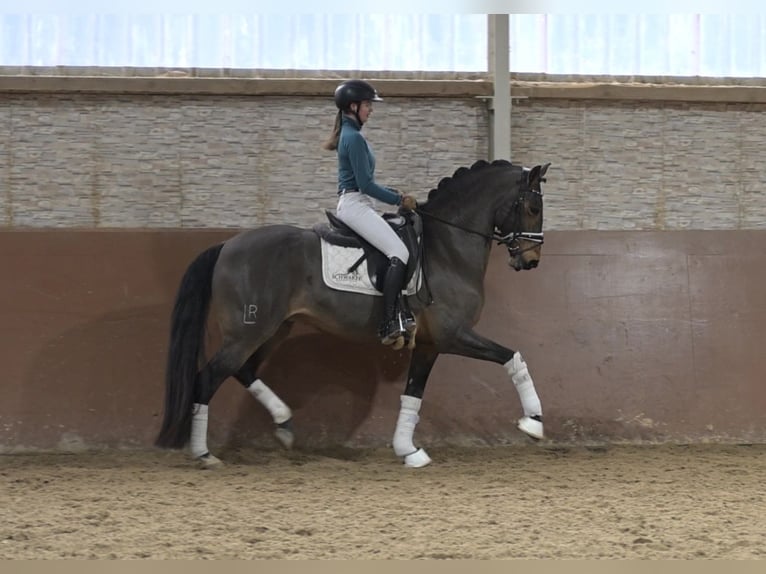 Lusitano Ruin 13 Jaar 163 cm Donkerbruin in Wehringen