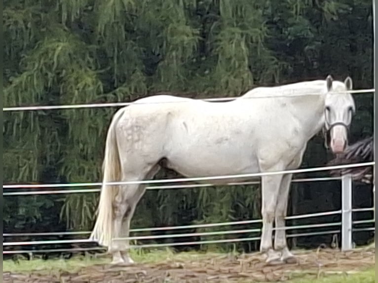 Lusitano Ruin 13 Jaar 163 cm Schimmel in Bogen