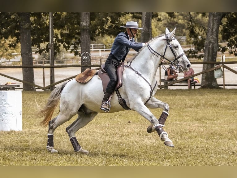 Lusitano Mix Ruin 13 Jaar 165 cm Schimmel in Venningen