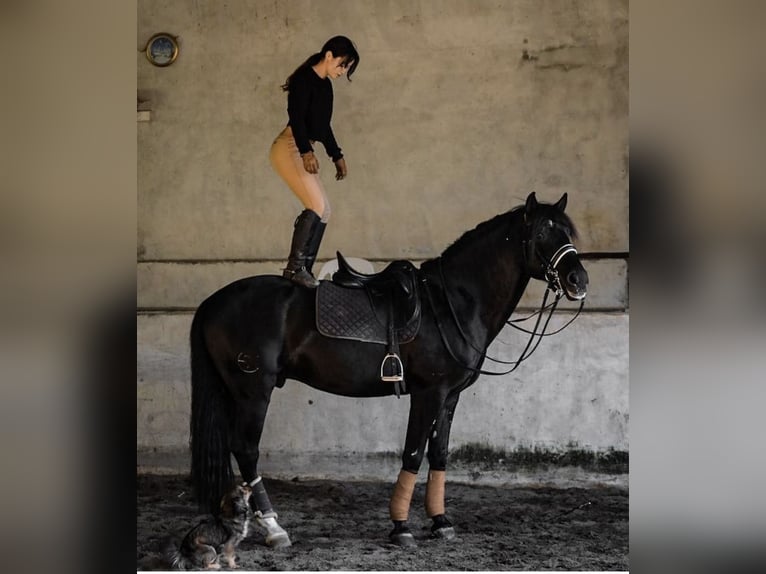 Lusitano Ruin 13 Jaar 165 cm Zwart in Talarrubias