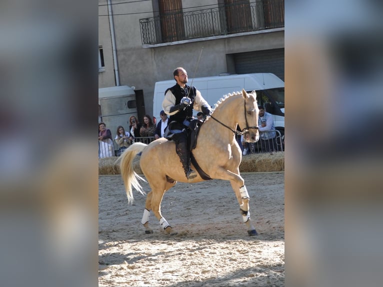 Lusitano Mix Ruin 13 Jaar 170 cm Palomino in Santok