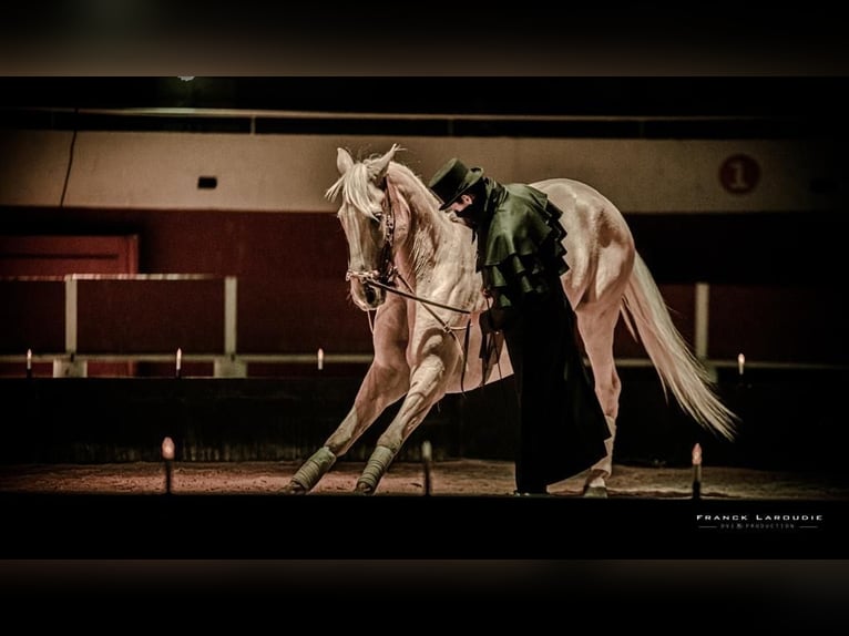Lusitano Mix Ruin 13 Jaar 170 cm Palomino in Santok