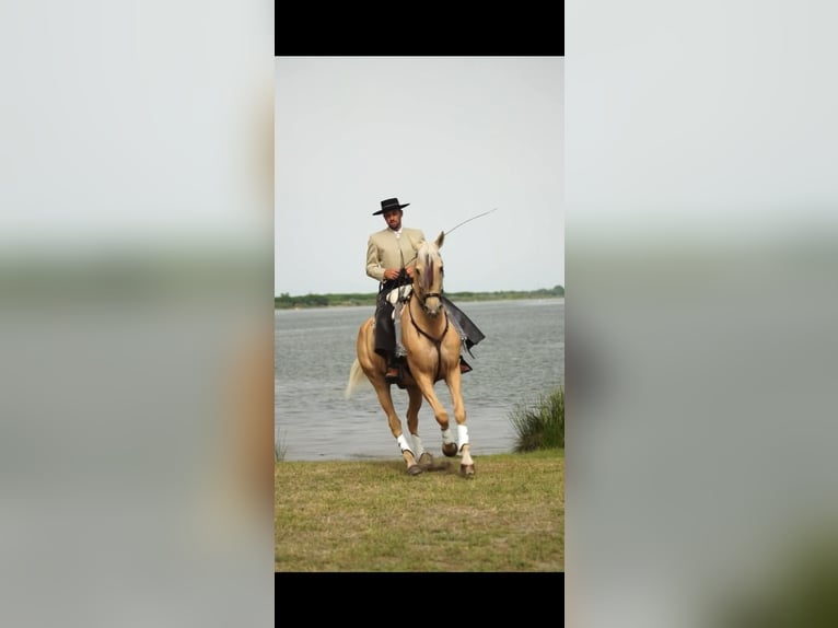 Lusitano Mix Ruin 13 Jaar 170 cm Palomino in Santok