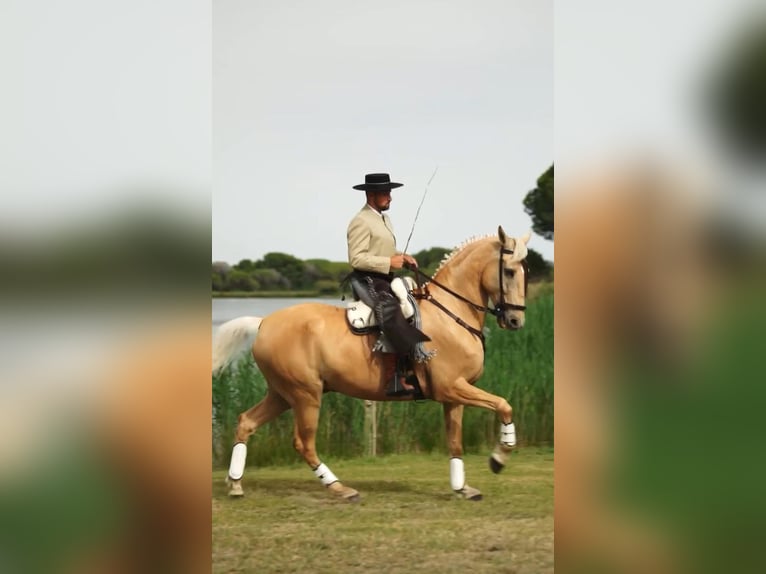 Lusitano Mix Ruin 13 Jaar 170 cm Palomino in Santok