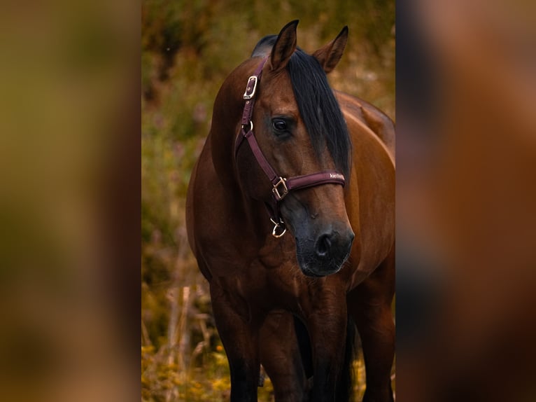 Lusitano Ruin 14 Jaar 155 cm Bruin in Nettersheim