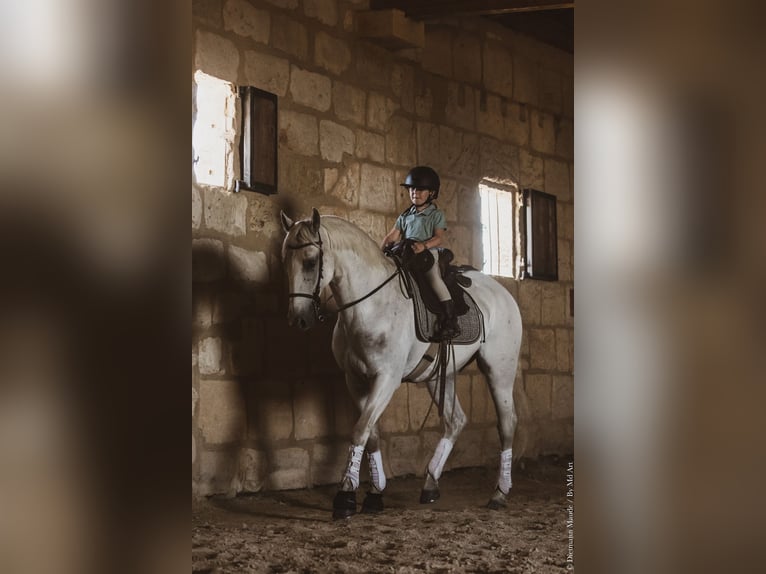 Lusitano Ruin 14 Jaar 156 cm Schimmel in Arles
