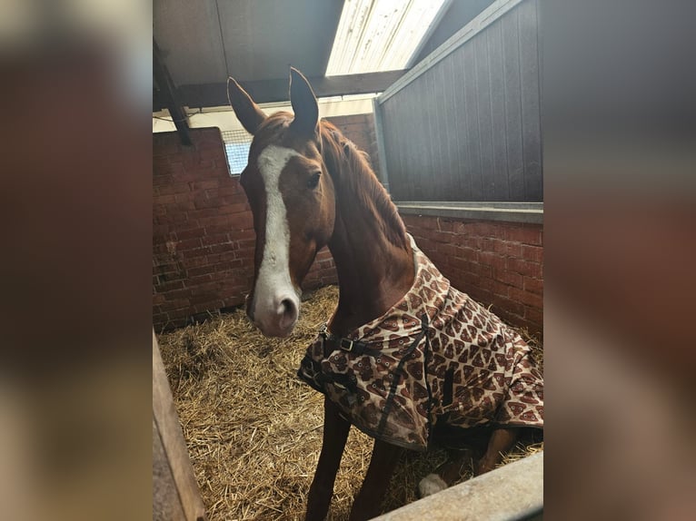 Lusitano Ruin 14 Jaar 157 cm Vos in Brecht