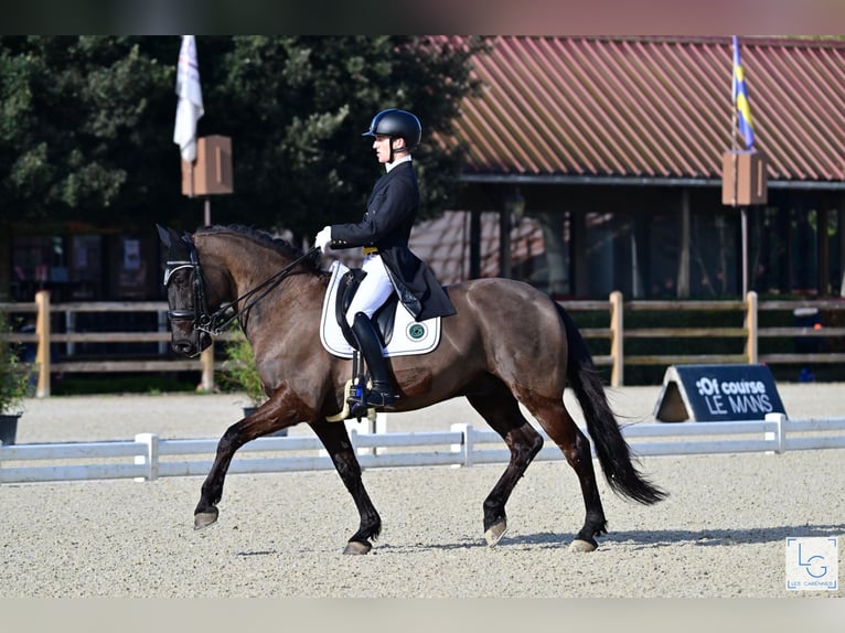 Lusitano Ruin 14 Jaar 163 cm in Vodskov