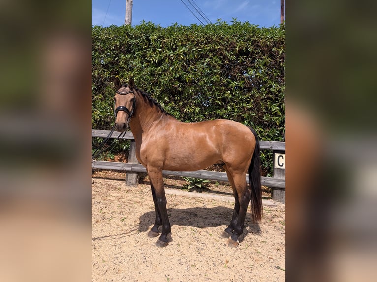 Lusitano Ruin 14 Jaar 163 cm  in Lagos