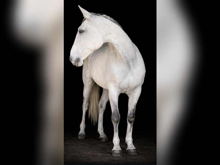 Lusitano Ruin 14 Jaar 165 cm Appelschimmel in Le Havre