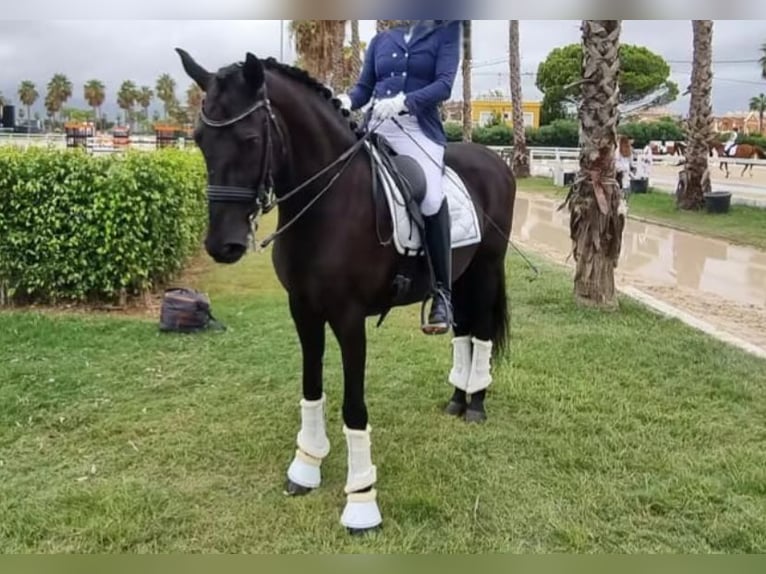 Lusitano Ruin 14 Jaar 165 cm Zwart in Martfeld