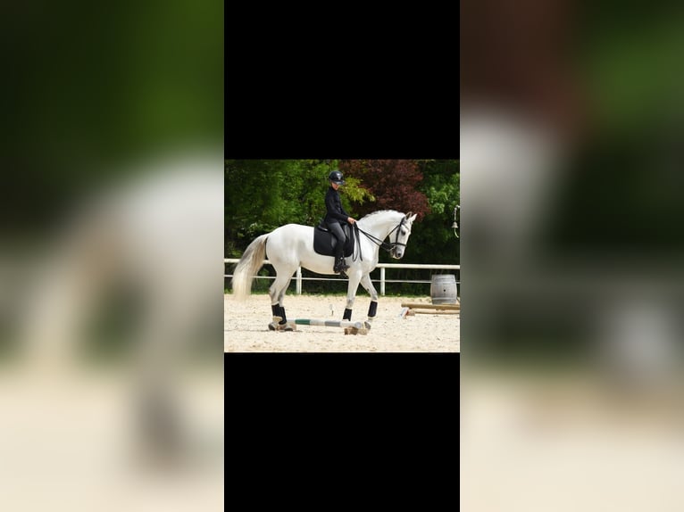 Lusitano Ruin 14 Jaar 168 cm Schimmel in Ain