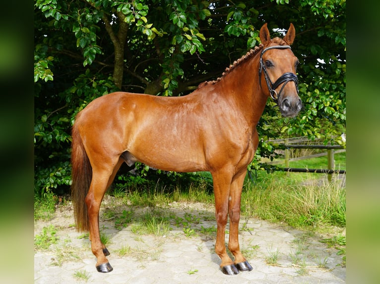 Lusitano Ruin 15 Jaar 150 cm Vos in Buchholz in der Nordheide