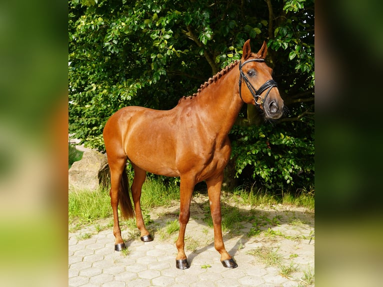Lusitano Ruin 15 Jaar 150 cm Vos in Buchholz in der Nordheide