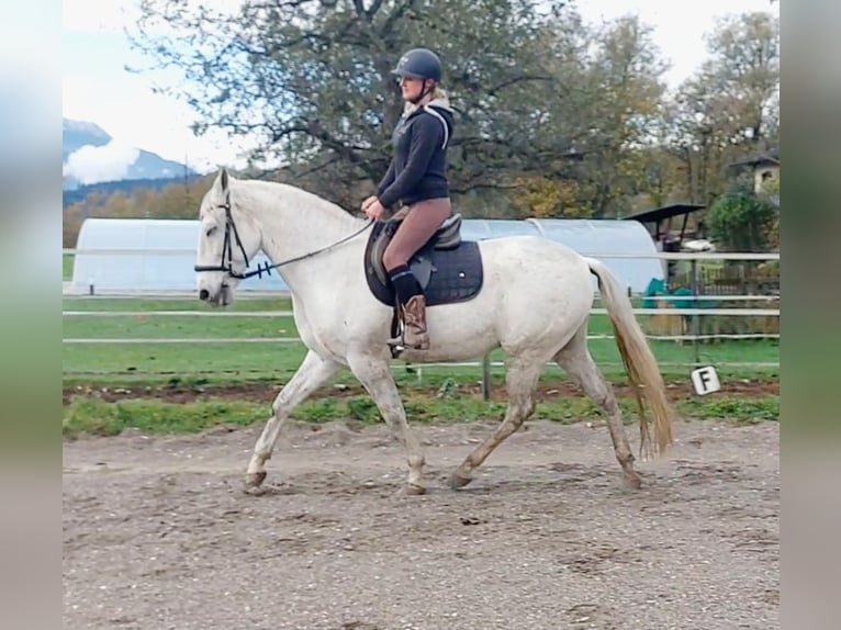 Lusitano Ruin 15 Jaar 155 cm Schimmel in Kirchbichl Lusitano Ruin 15 Jaar 155 cm Schimmel in Kirchbichl